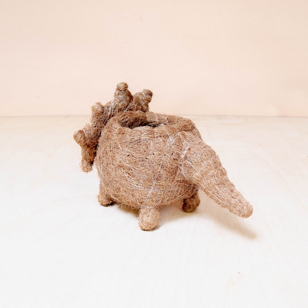 Baby Triceratops Planter - Che Cose Belle