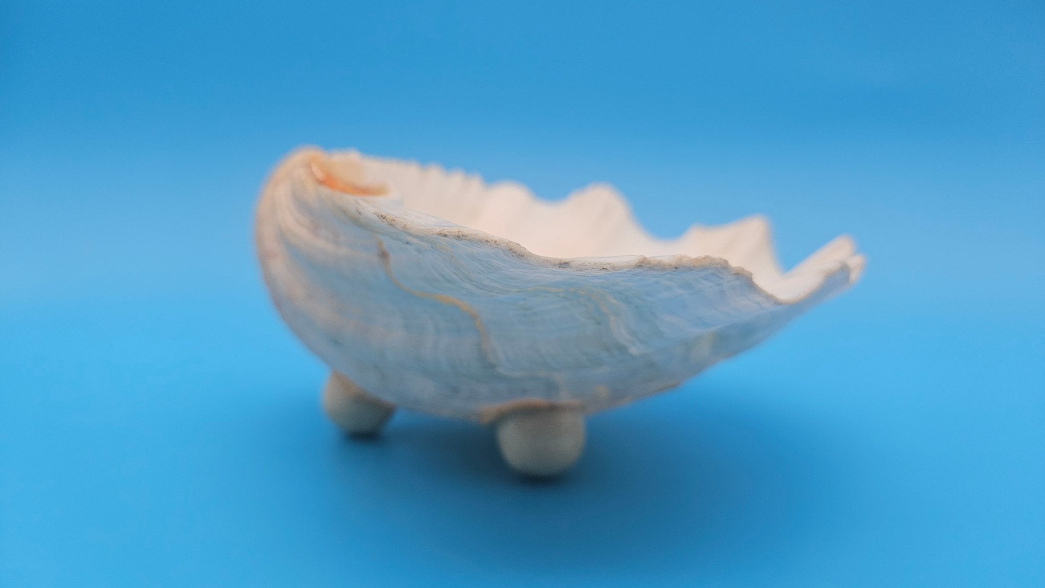 Bear Paw Clam Dish – 7.2" Coastal Display Shell - Che Cose Belle