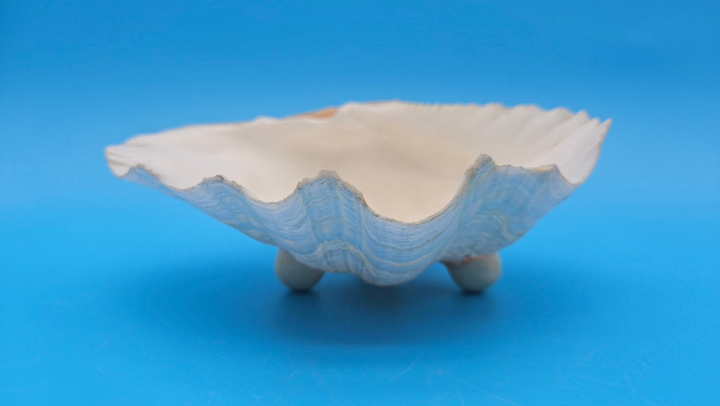 Bear Paw Clam Dish – 7.2" Coastal Display Shell - Che Cose Belle