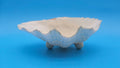 Bear Paw Clam Dish – 7.2" Coastal Display Shell - Che Cose Belle