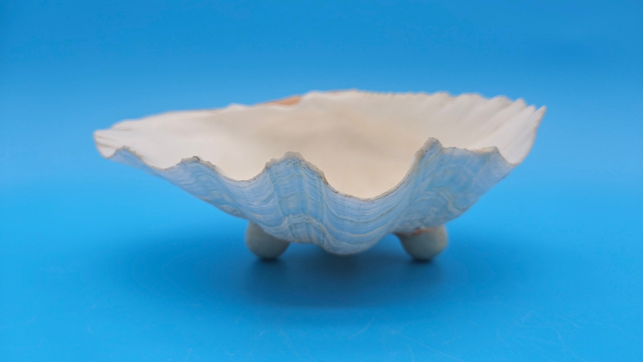 Bear Paw Clam Dish – 7.2" Coastal Display Shell - Che Cose Belle
