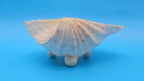 Bear Paw Clam Dish – 7.2" Coastal Display Shell - Che Cose Belle