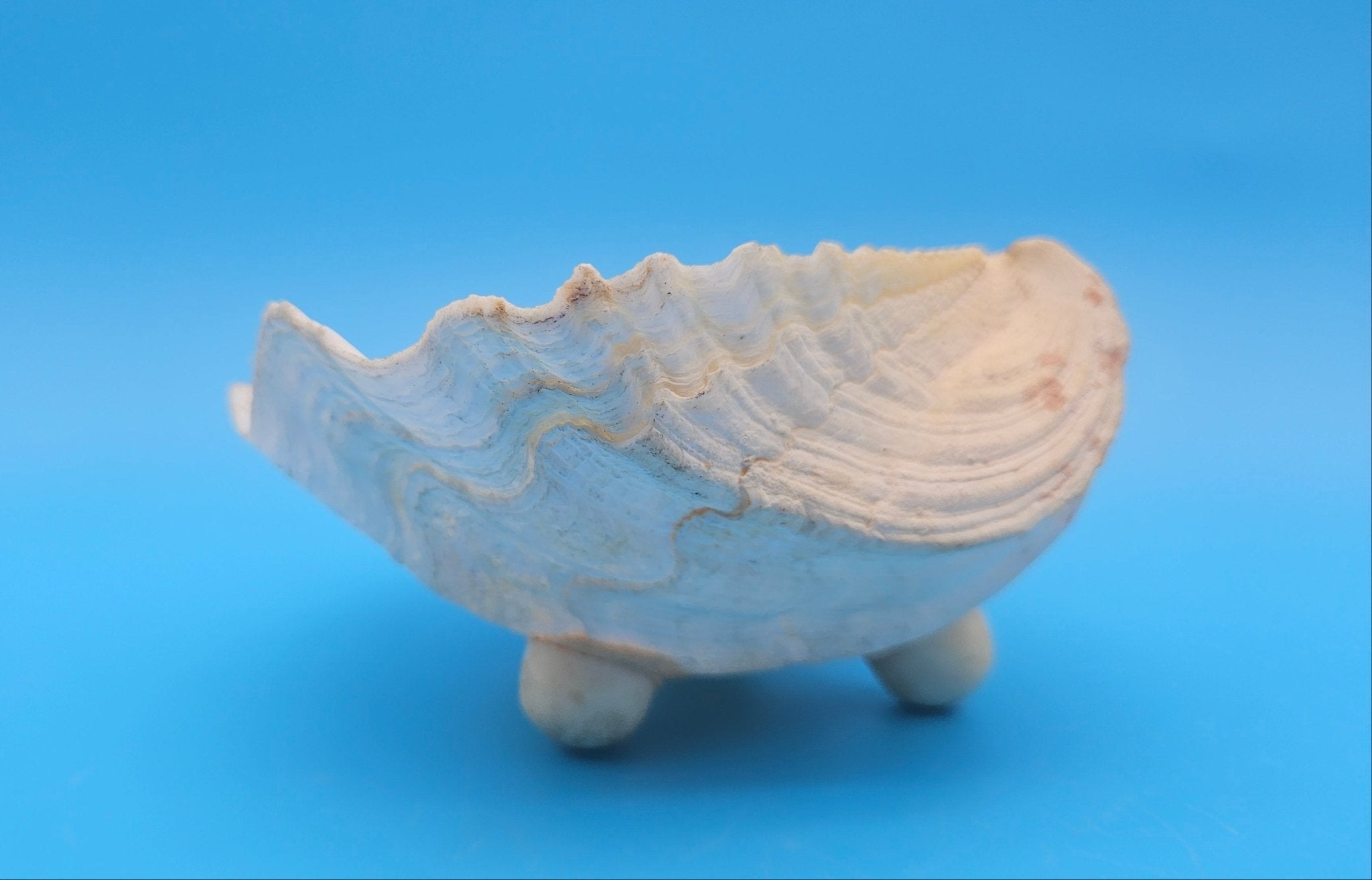 Bear Paw Clam Dish – 7.2" Coastal Display Shell - Che Cose Belle