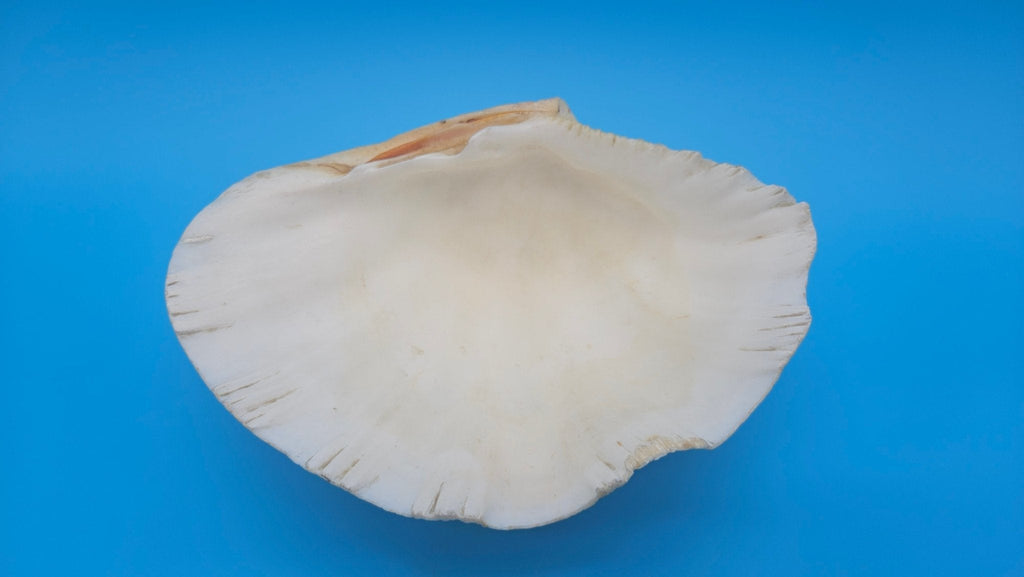 Bear Paw Clam Dish – 7.2" Coastal Display Shell - Che Cose Belle