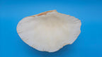Bear Paw Clam Dish – 7.2" Coastal Display Shell - Che Cose Belle
