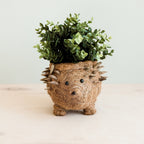 Hedgehog Planter - Coco Planter