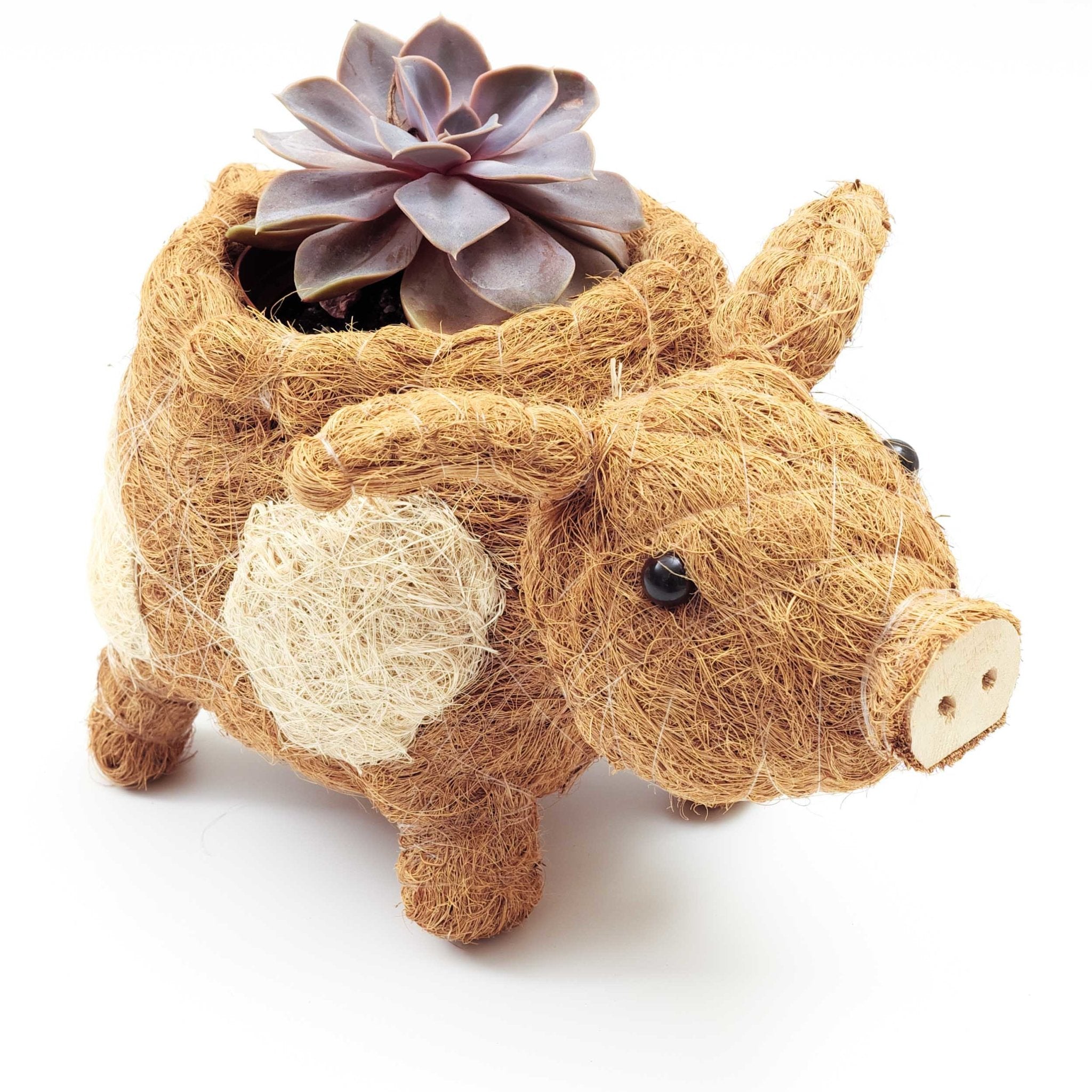 Pig Planter - Coco Coir Pots