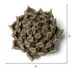 Ceramic Flower Wall Art Succulent Green 6: Large Succulent Green - Che Cose Belle