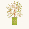 Creative Spark Peridot August Birthday Tree - Che Cose Belle