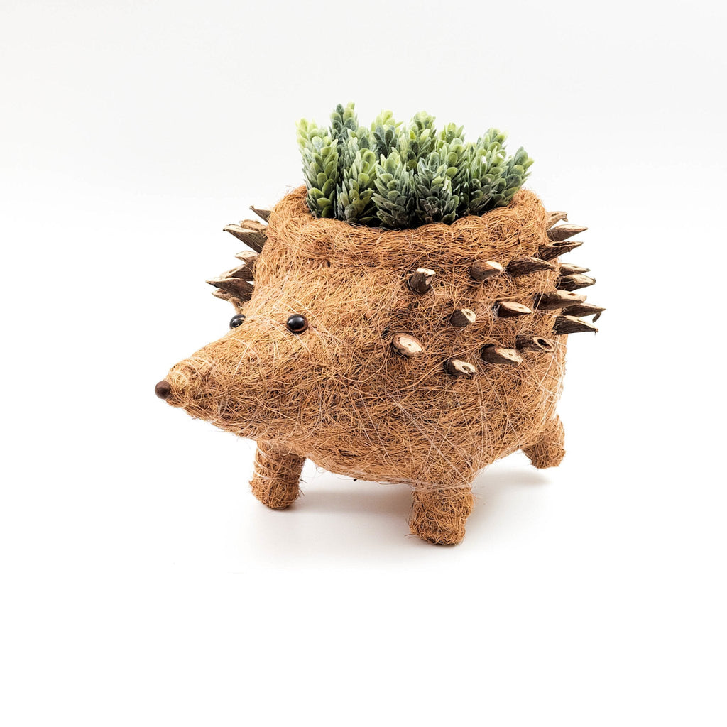 Hedgehog Planter - Coco Planter