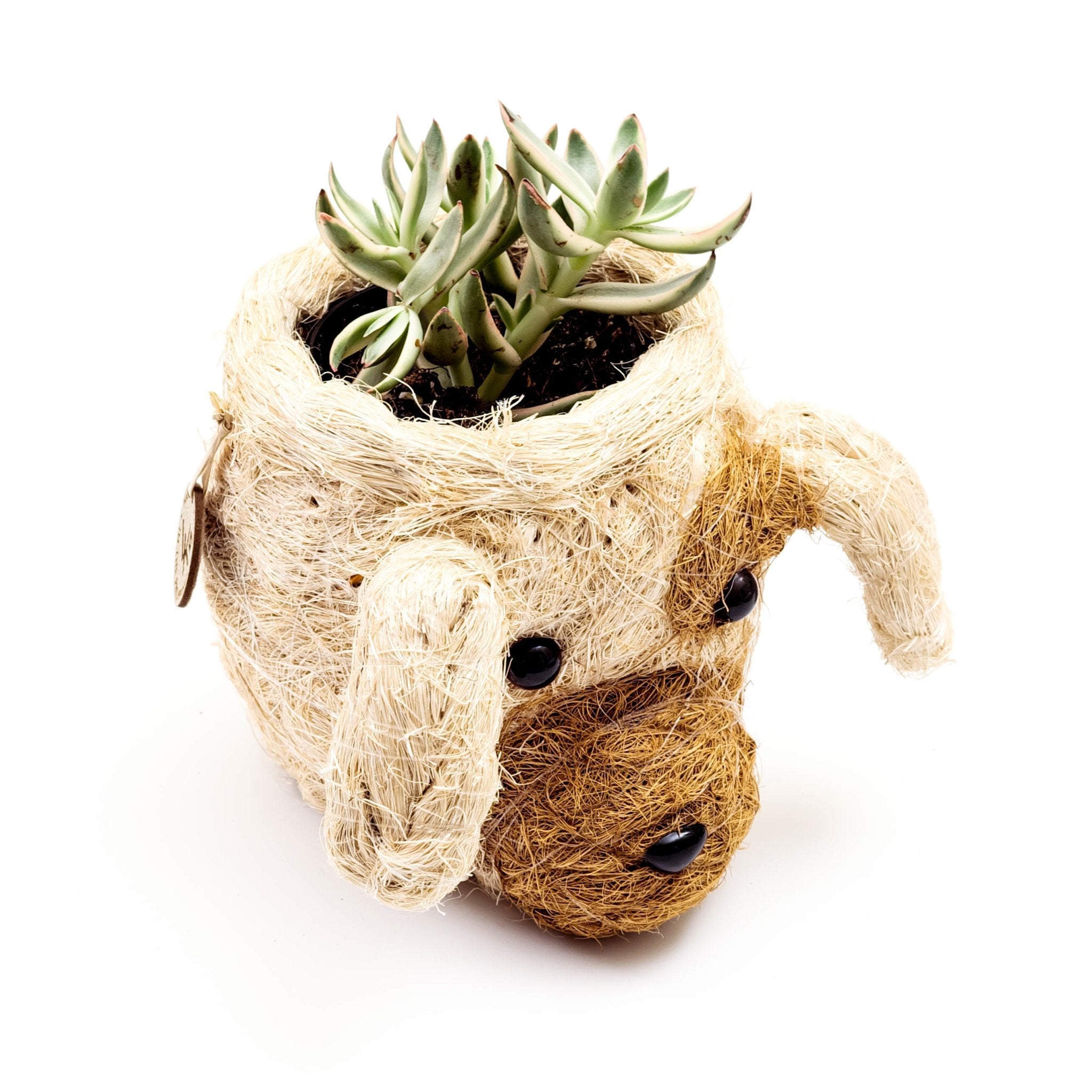 Dog Succulent Planter - Animal Head Plant Pot - Che Cose Belle