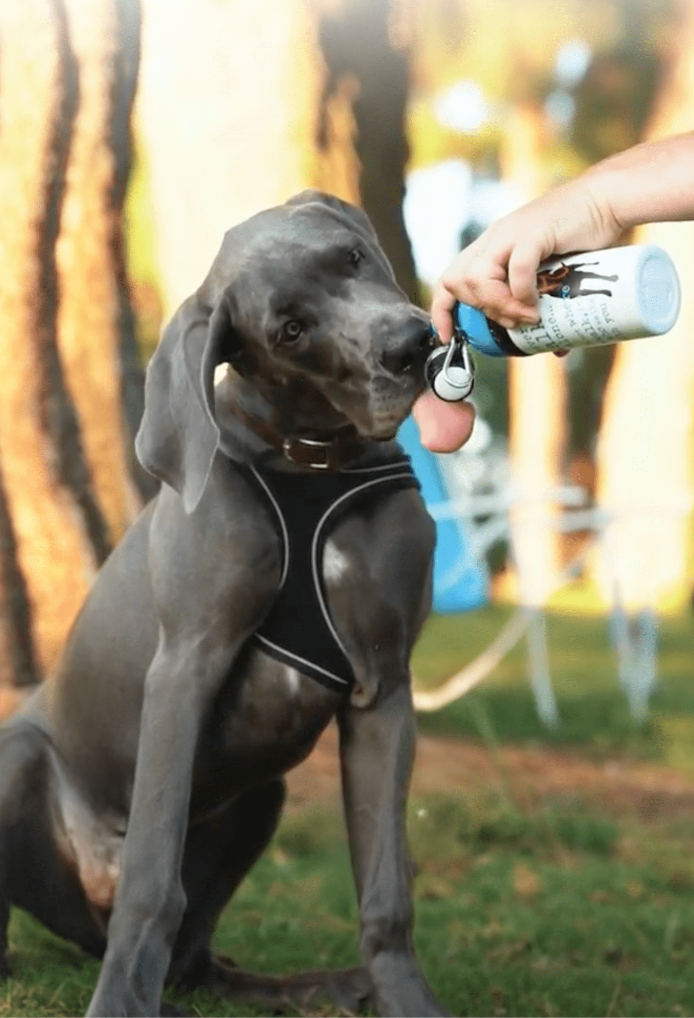 Dog Water Bottle: Never Walk Alone - Che Cose Belle