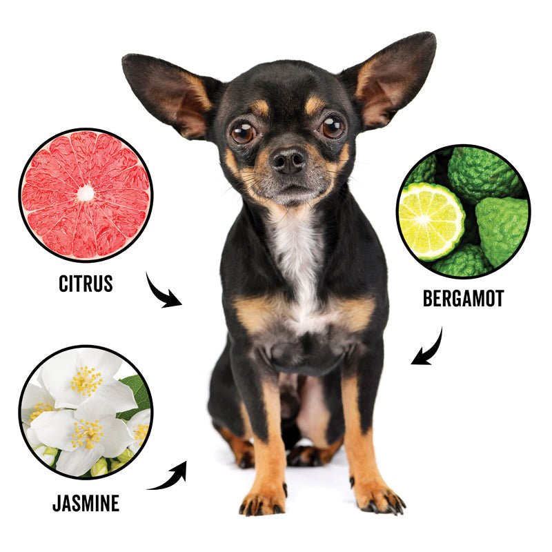 DOGDAYS Dog Deodorizing Spray — Natural, Hypoallergenic Freshening Mist - Che Cose Belle