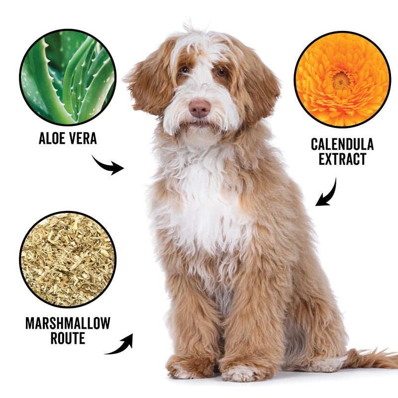 DOGDAYS Hydrating Dog Shampoo for Curly & Wavy Coats — Tear - Free, Vegan, and Hypoallergenic - Che Cose Belle