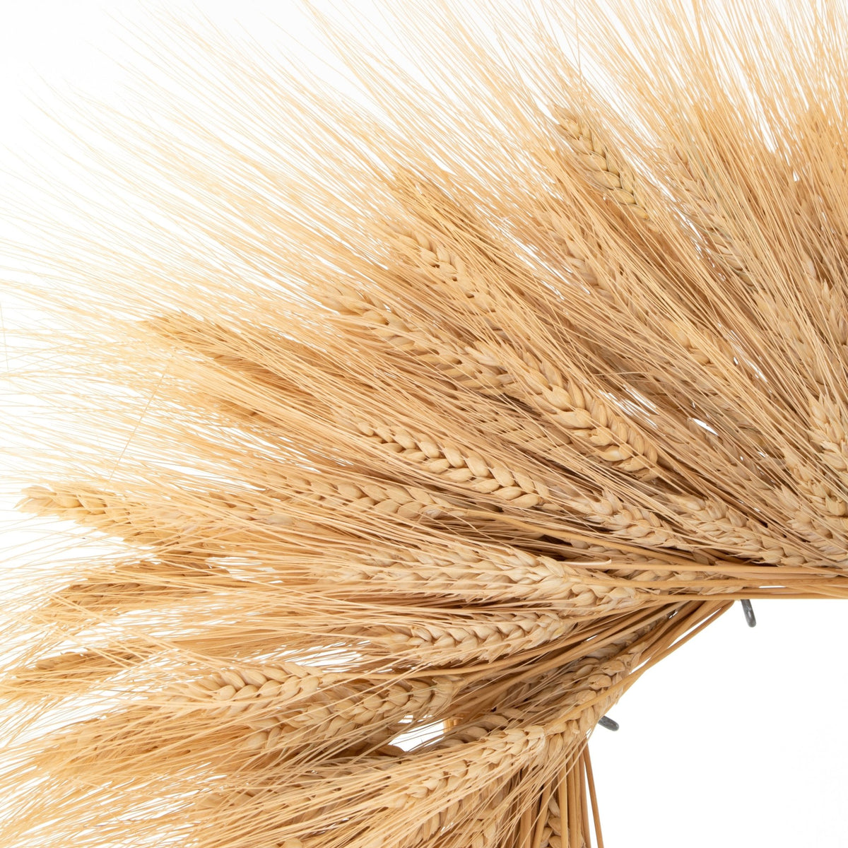 Dried Wheat Wreath - Che Cose Belle