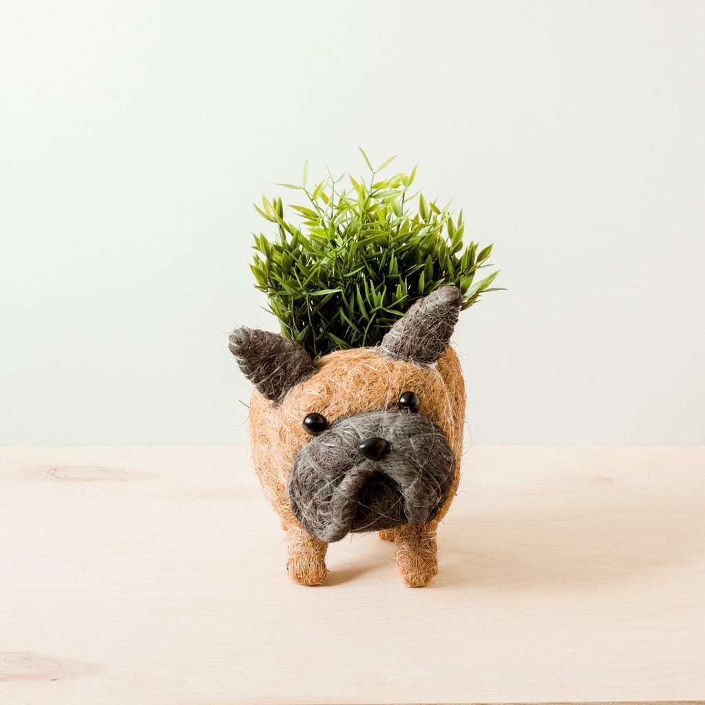 French Bulldog Planter - Che Cose Belle