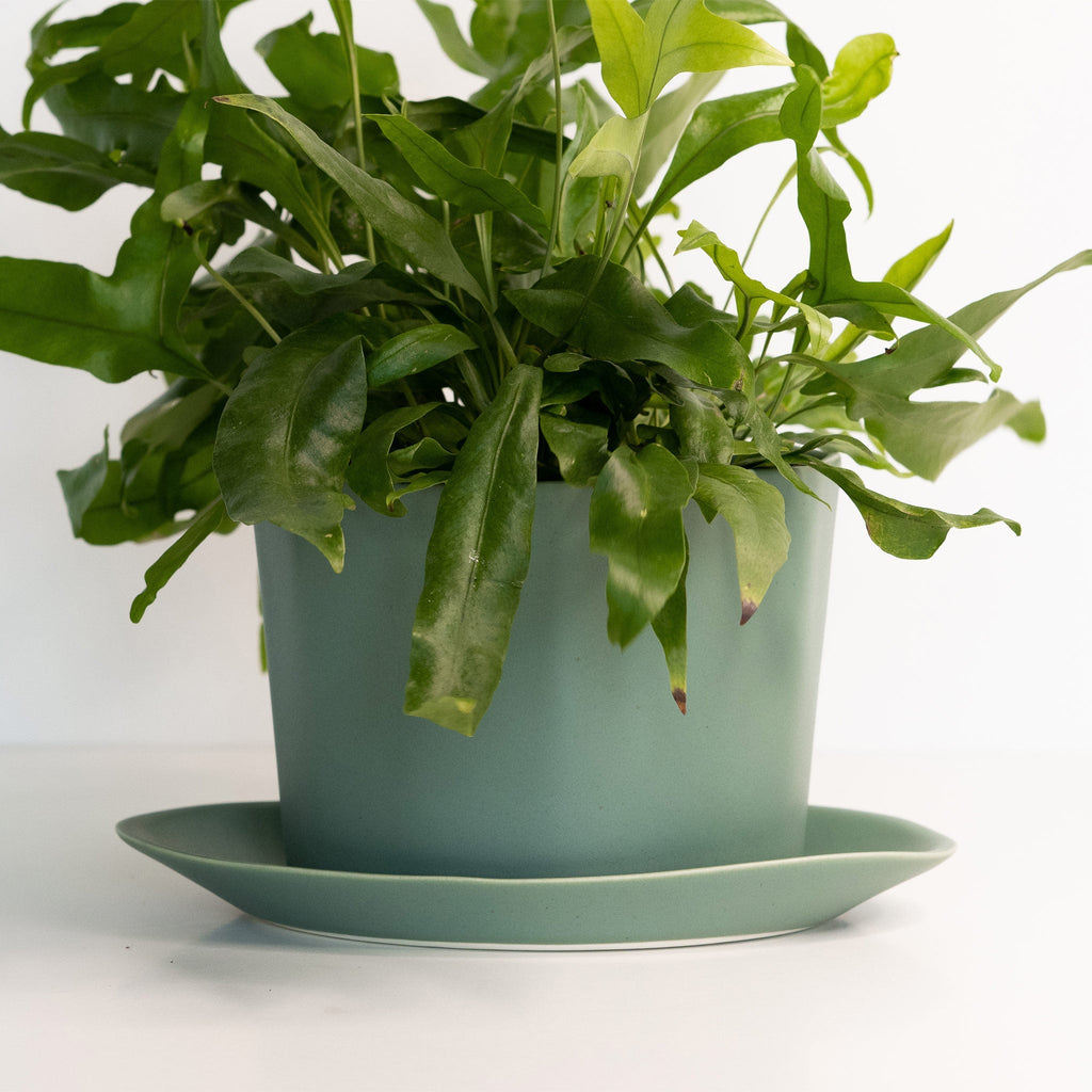 Geometric Oval Handmade Porcelain Planter - Che Cose Belle