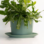 Geometric Oval Handmade Porcelain Planter - Che Cose Belle