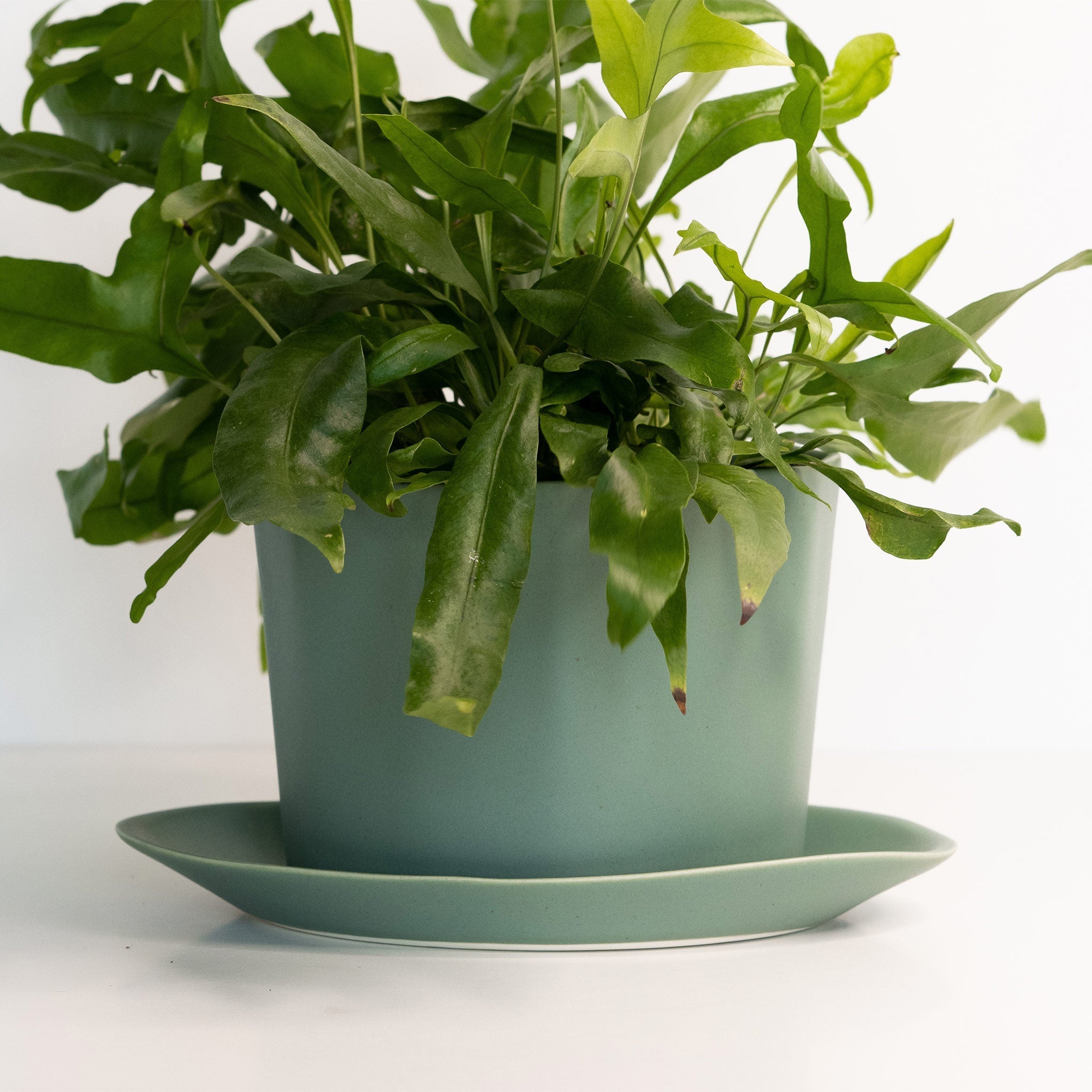 Geometric Oval Handmade Porcelain Planter - Che Cose Belle
