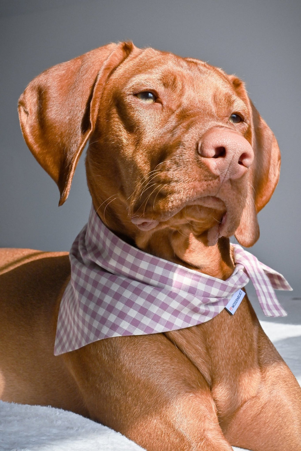 GINGHAM BANDANA - Che Cose Belle