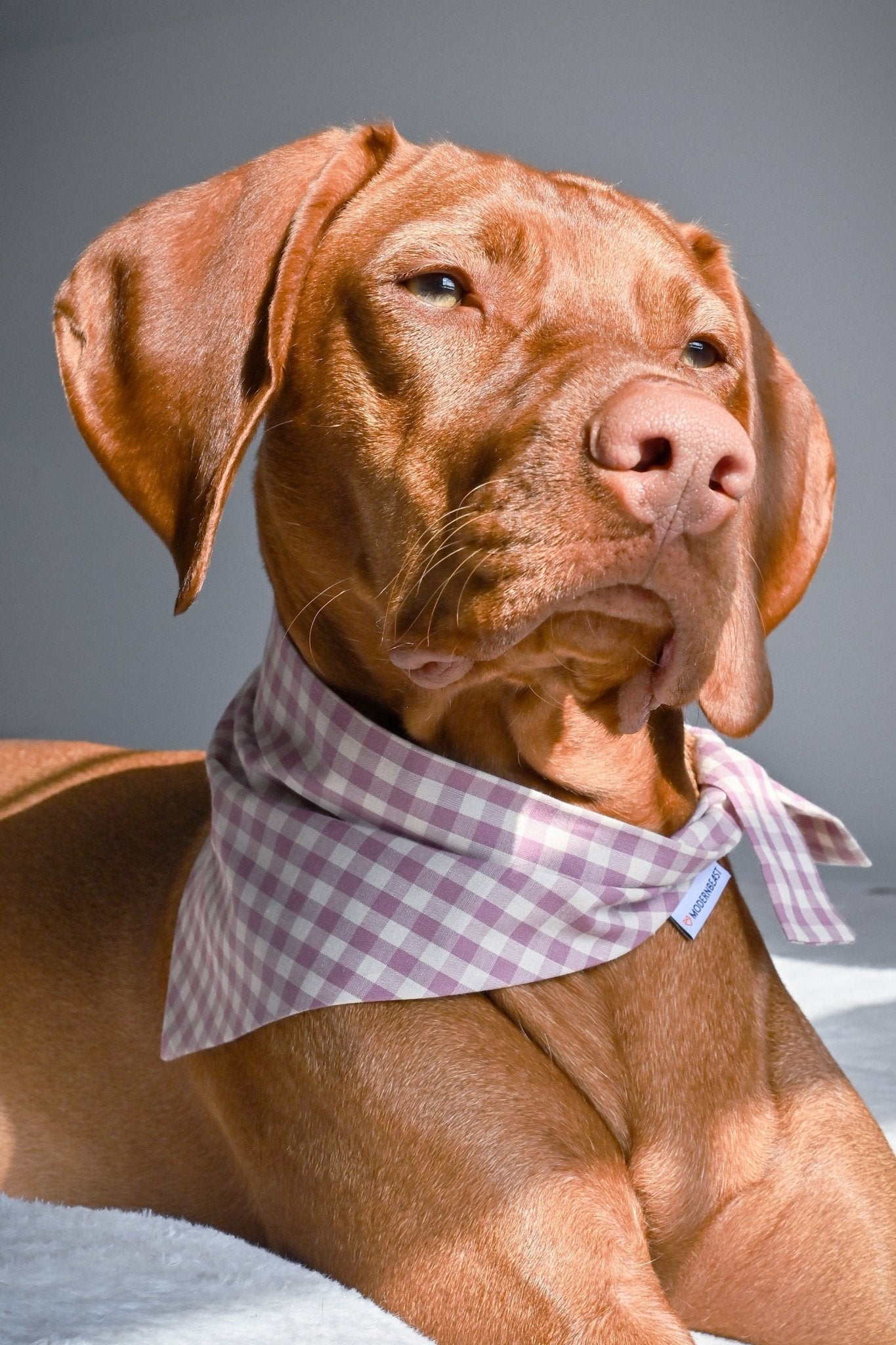 GINGHAM BANDANA - Che Cose Belle