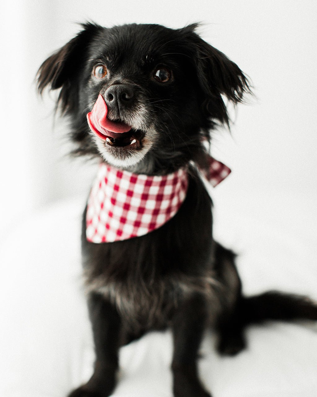 GINGHAM BANDANA - Che Cose Belle