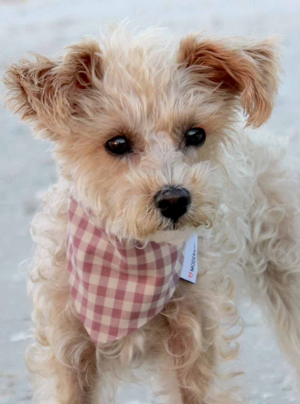GINGHAM BANDANA - Che Cose Belle