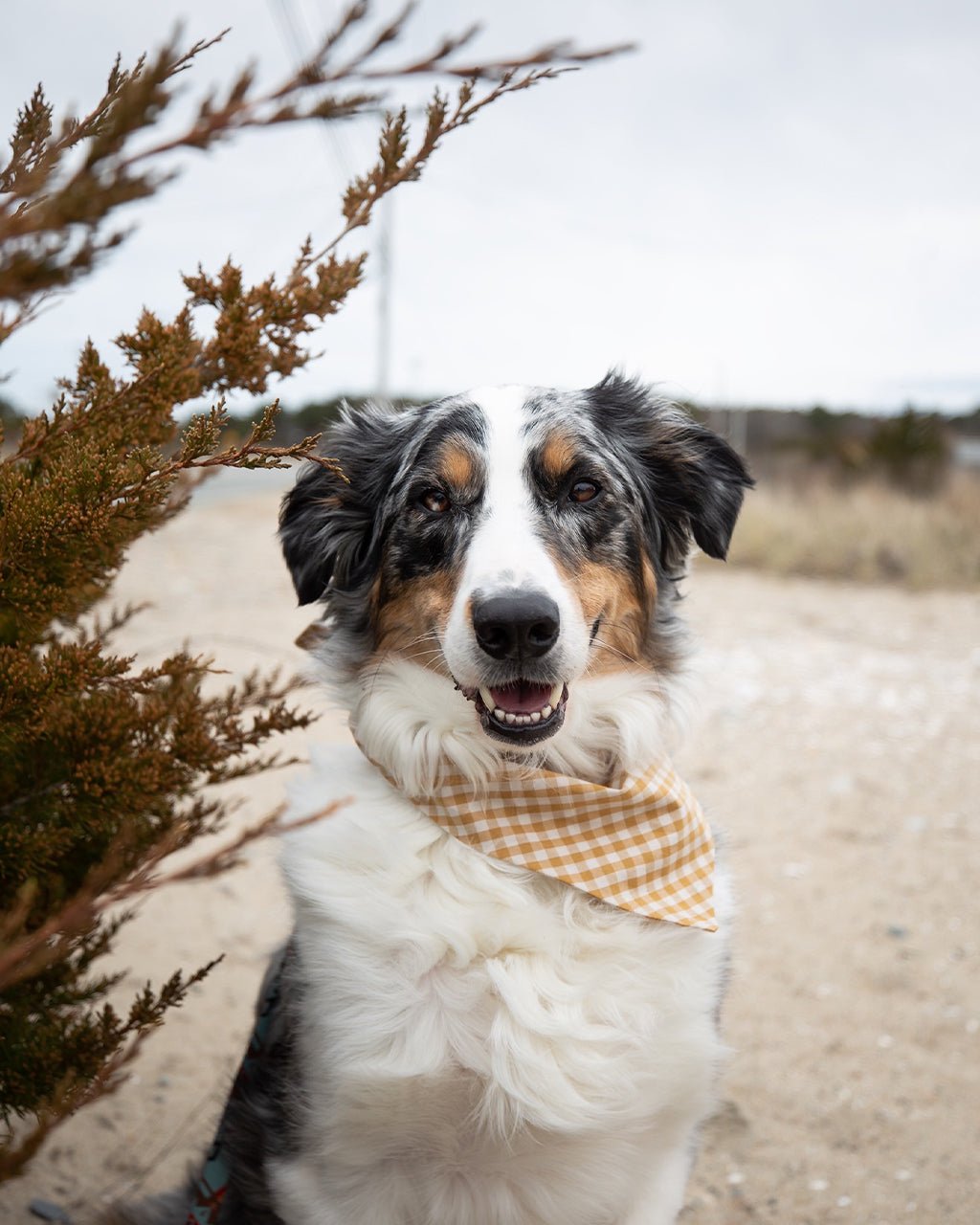 GINGHAM BANDANA - Che Cose Belle