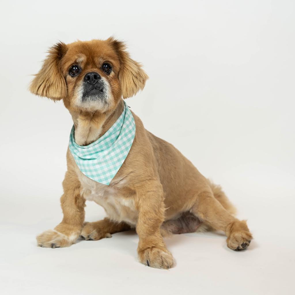 GINGHAM BANDANA - Che Cose Belle