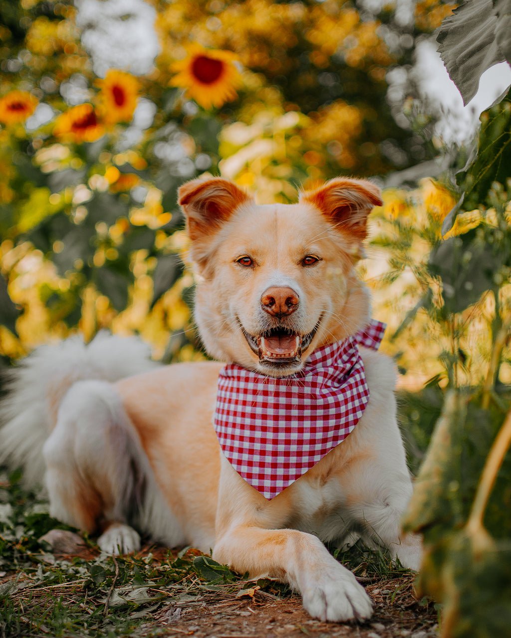 GINGHAM BANDANA - Che Cose Belle
