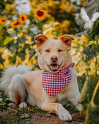 GINGHAM BANDANA - Che Cose Belle