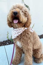 GINGHAM BANDANA - Che Cose Belle