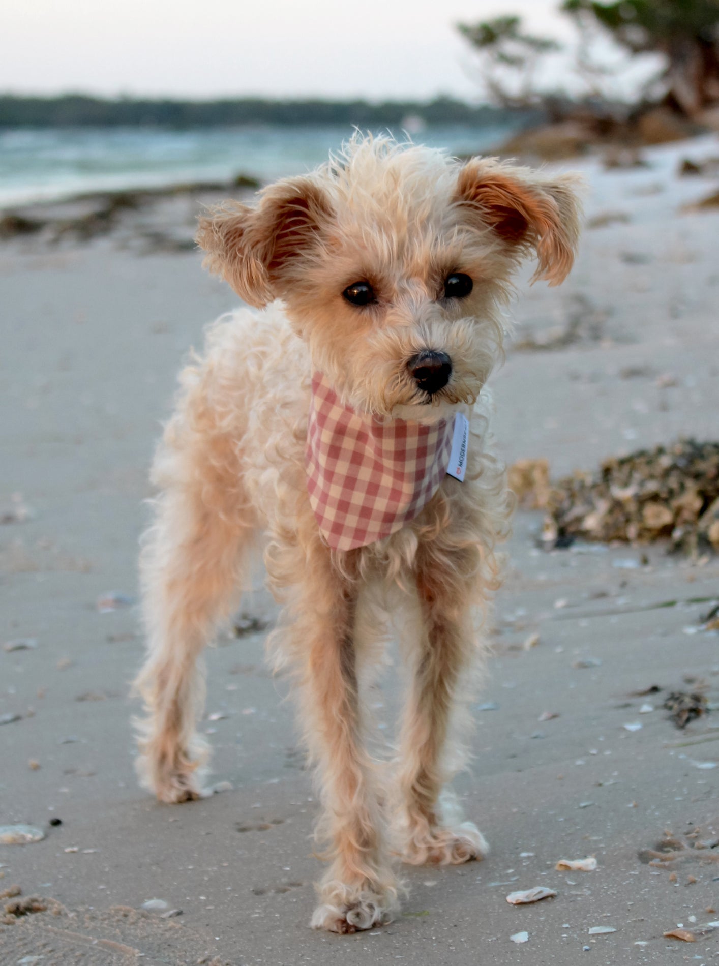GINGHAM BANDANA - Che Cose Belle