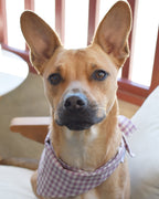 GINGHAM BANDANA - Che Cose Belle