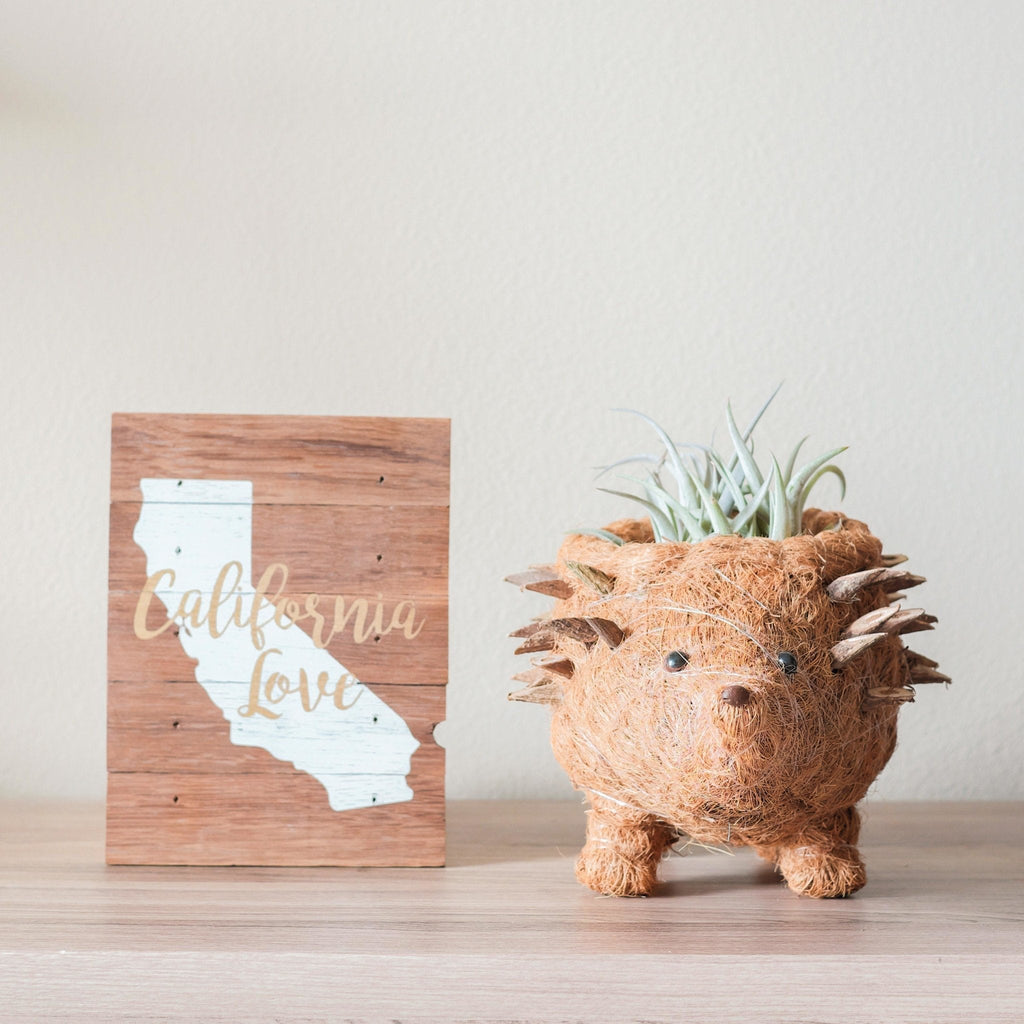 Hedgehog Planter - Coco Planter - Che Cose Belle
