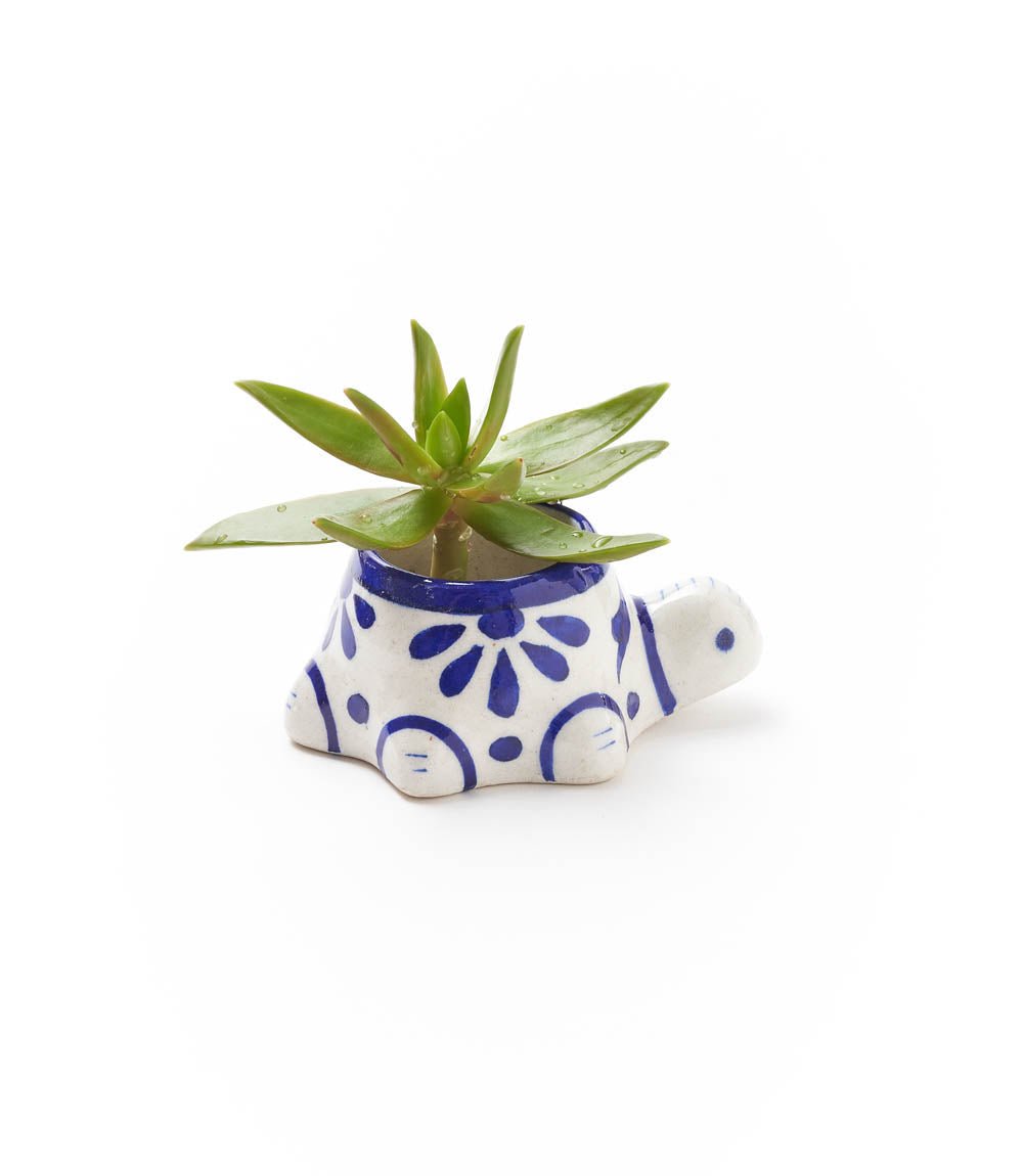 Lalita Baby Turtle Mini Succulent Planter - White, Blue Hand Painted - Che Cose Belle