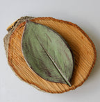Large Leaf Dish - Che Cose Belle