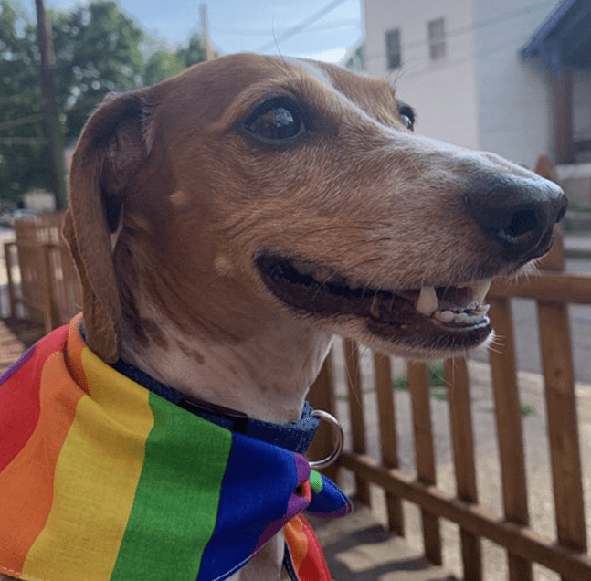 LGBTQ+ Pride Rainbow Pet Bandana Scarf – Adjustable Dog & Cat Bandana - Pride Pet Accessory - Che Cose Belle