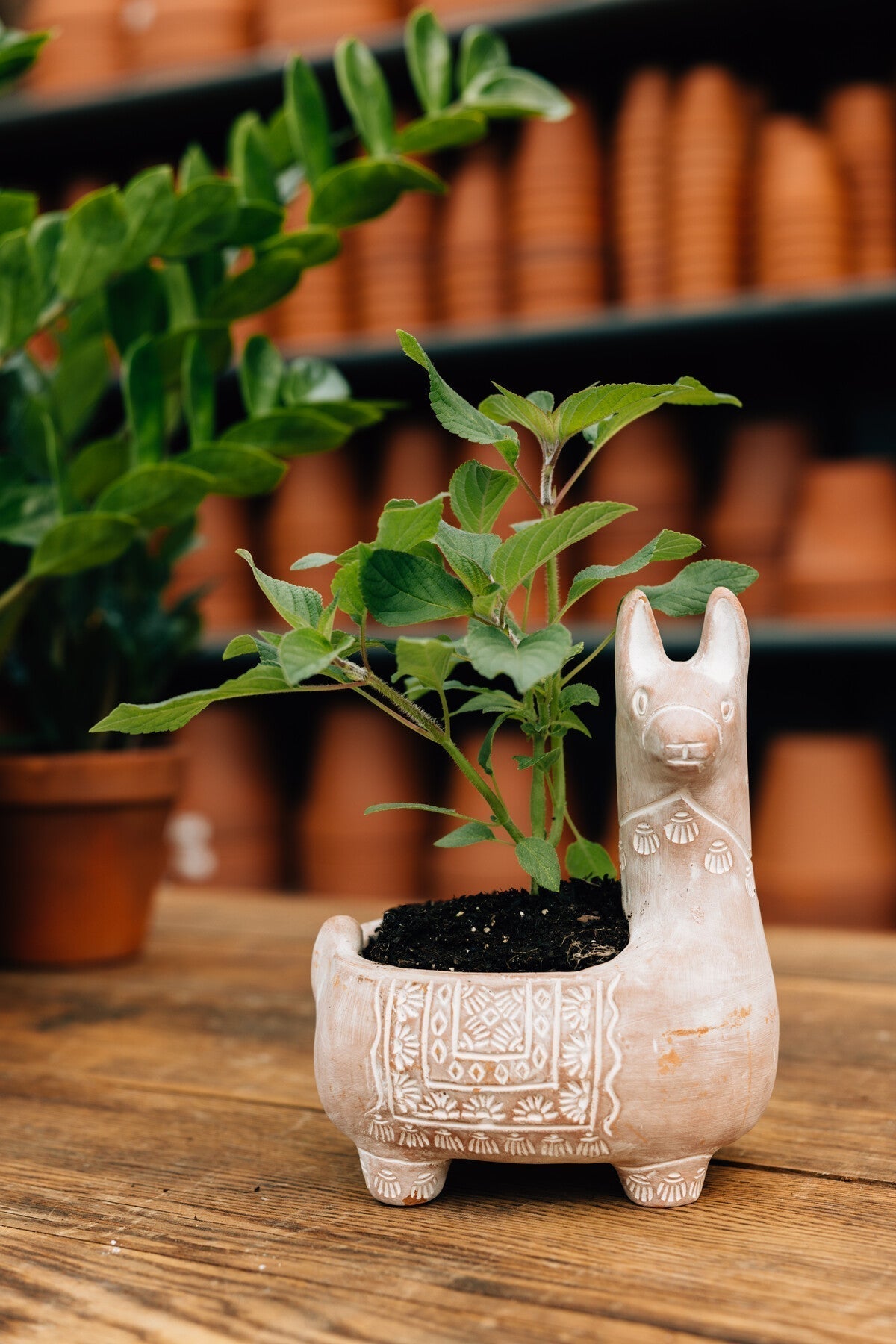 Llama Terracotta Planter - Che Cose Belle