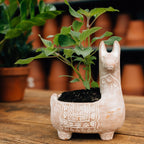 Llama Terracotta Planter - Che Cose Belle