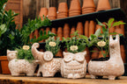 Llama Terracotta Planter - Che Cose Belle