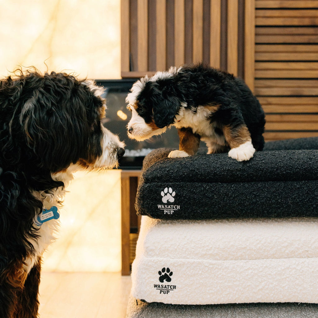 Luxury Orthopedic Dog Bed - Che Cose Belle