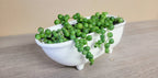 Medium Ceramic Bathtub Planter - Che Cose Belle