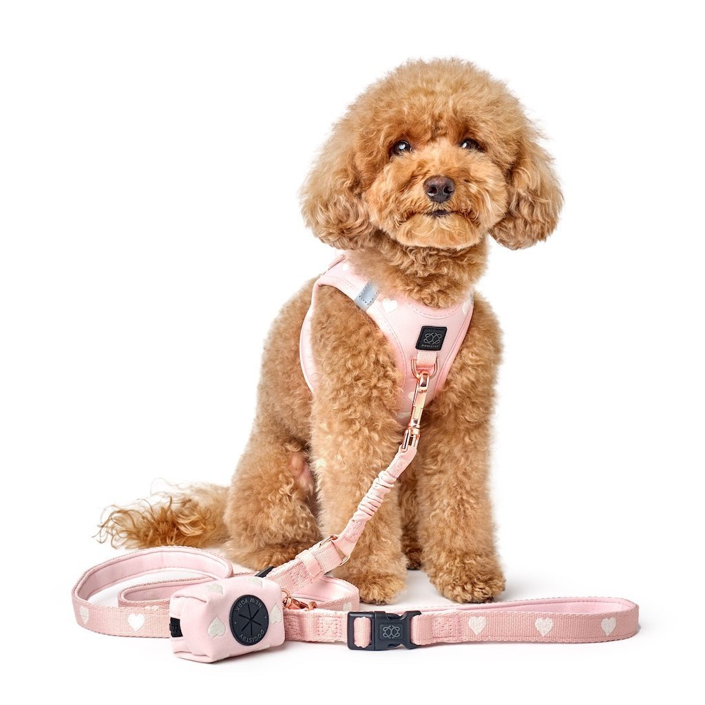 NoMad Adjustable Dog Walking Set - Sweetheart - Che Cose Belle