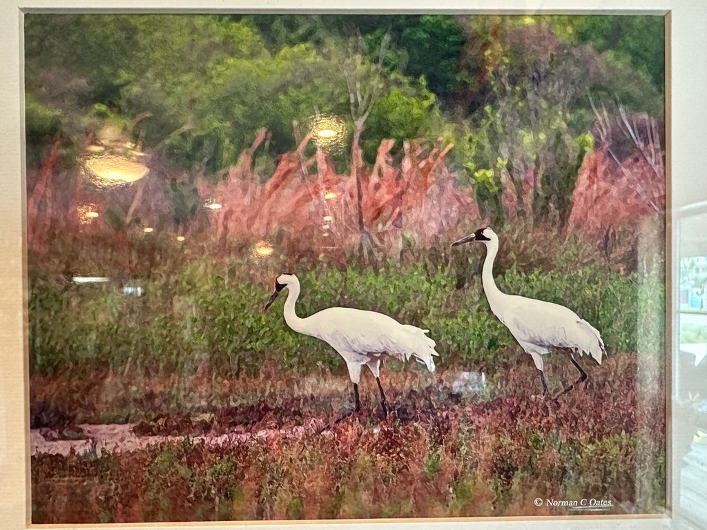 Norman C. Oates – Framed Coastal Wildlife Artwork - Che Cose Belle