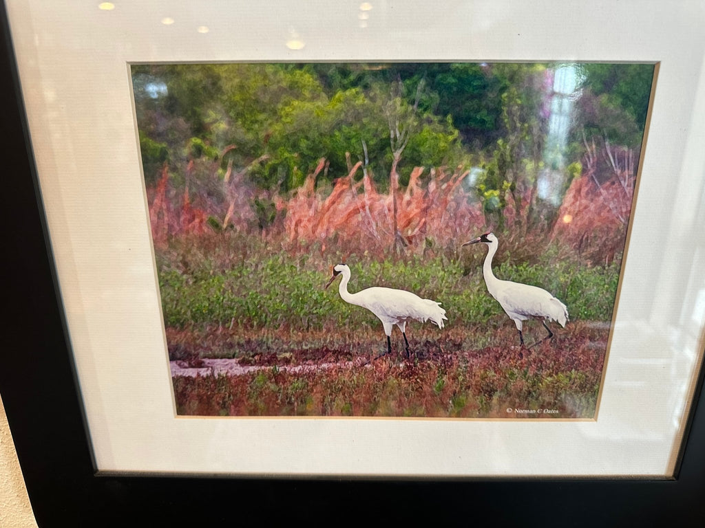 Norman C. Oates – Framed Coastal Wildlife Artwork - Che Cose Belle