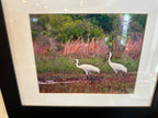 Norman C. Oates – Framed Coastal Wildlife Artwork - Che Cose Belle