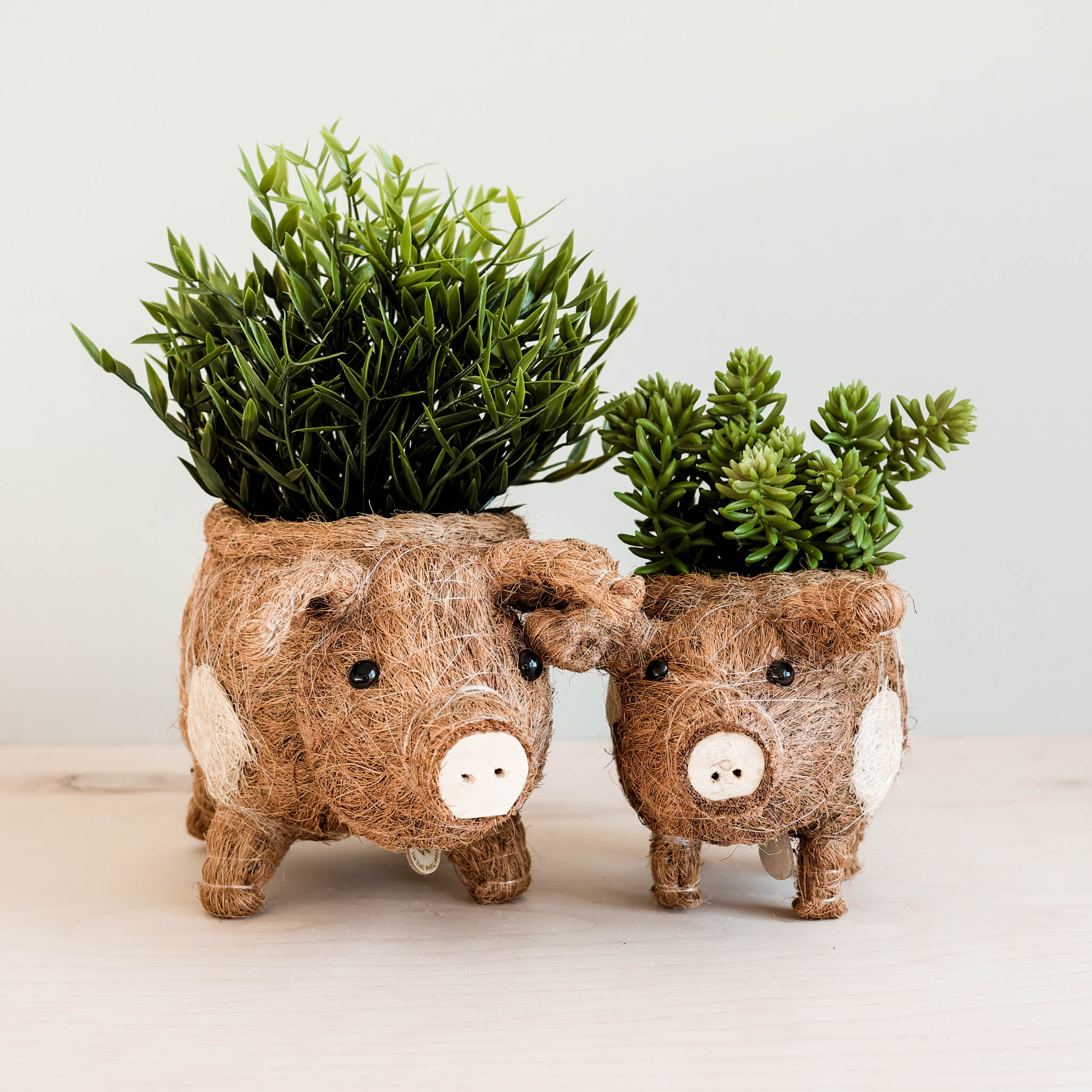 Pig Planter - Coco Coir Pots - Che Cose Belle