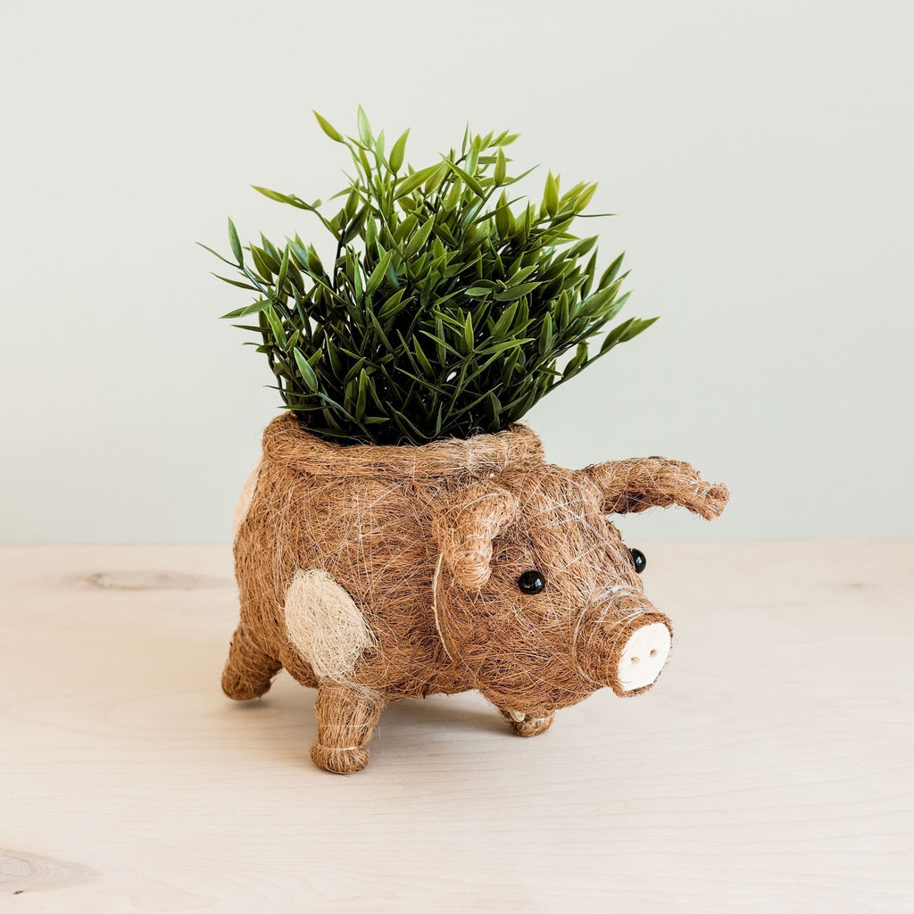 Pig Planter - Coco Coir Pots - Che Cose Belle