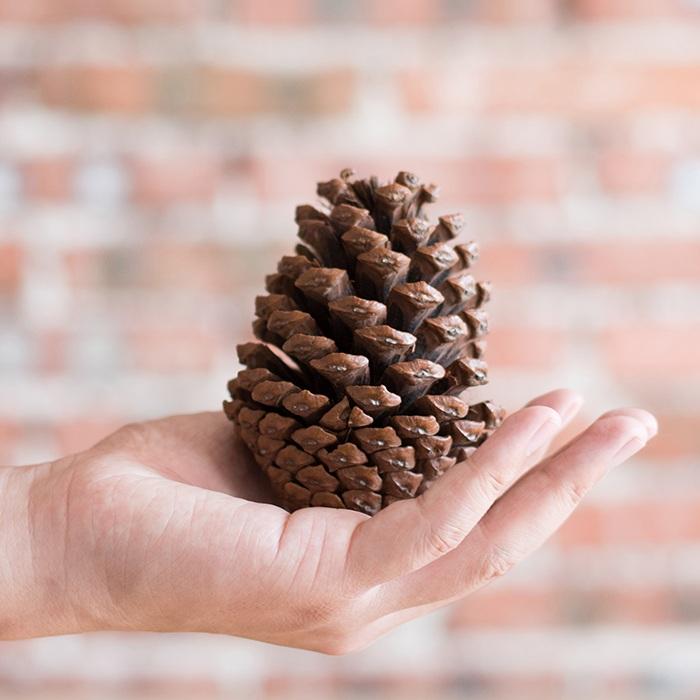 Pine Cone Decoration - Che Cose Belle